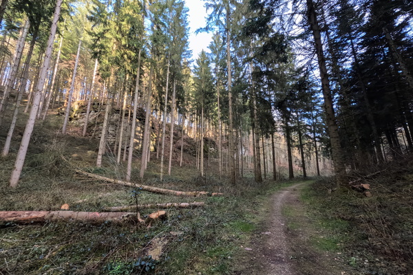 A Forest Spectrum