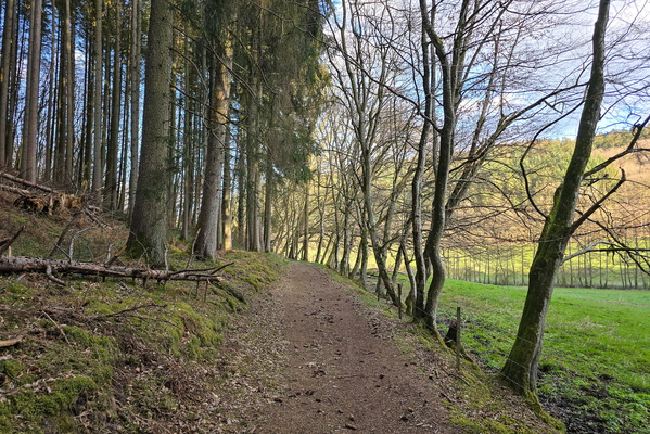 The Perfect Path: Order, Trees, and Ground Texture