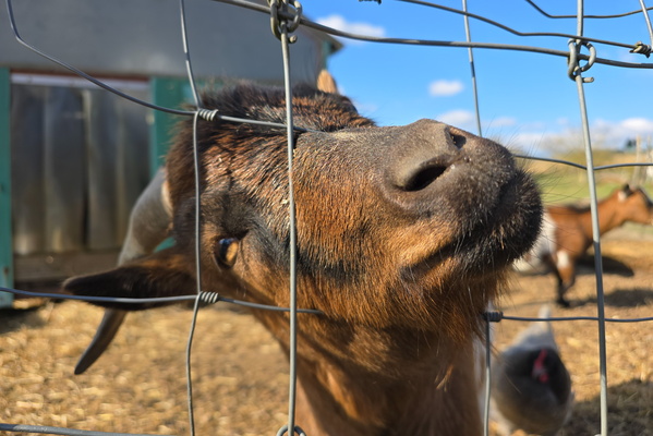 Friendly Face at the Fence