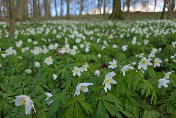 A Symphony of White in the Enchanted Forest