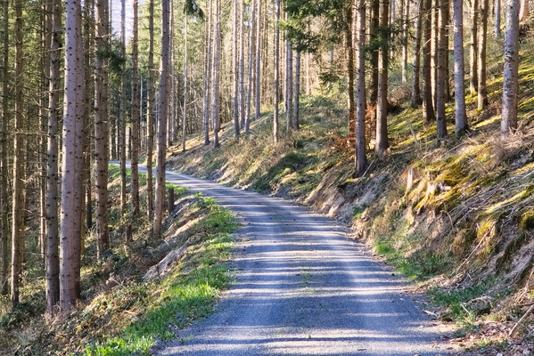Lines, Patterns, Trees, Gravel: A Predictable, Organised Path.