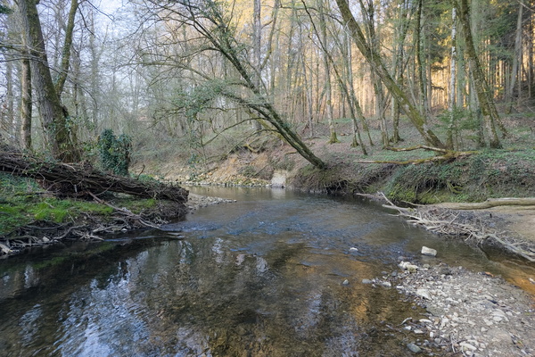 Tranquil Waters, Peaceful Woods