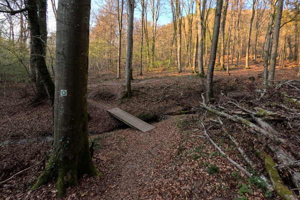 A Forest Heartbeat