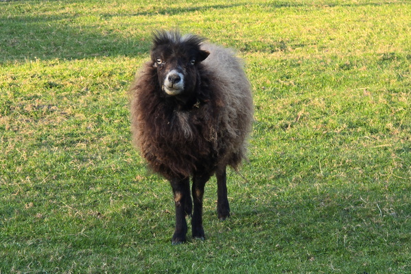 The Sheep that Smiles Back