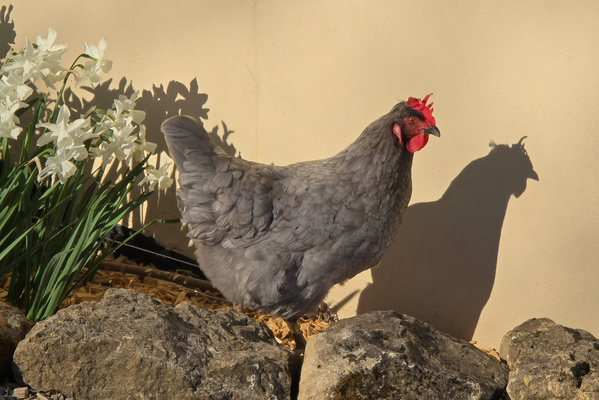 Hen in Bloom