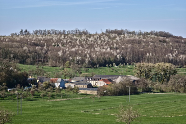 Awakening Spring near Boursdorf