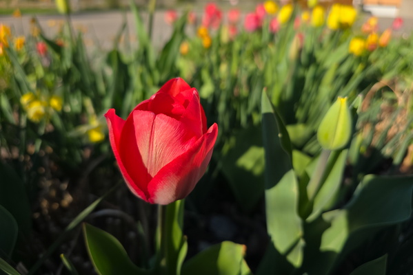 Tulips: Red-y or not, here I come!