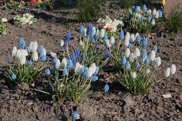 Hyacinth Order: A Symphony of Shapes and Colours