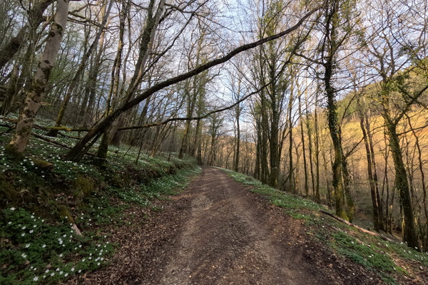 Forest Delight