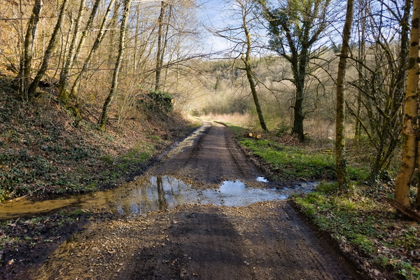 Pathway, light, puddle, branch! Where to next?