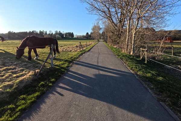Why did the horse cross the road?