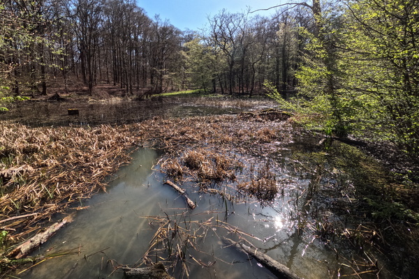 Bettembourg's secret swamp