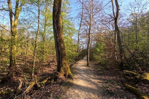 The Forest Beckons, My Soul Yearns.