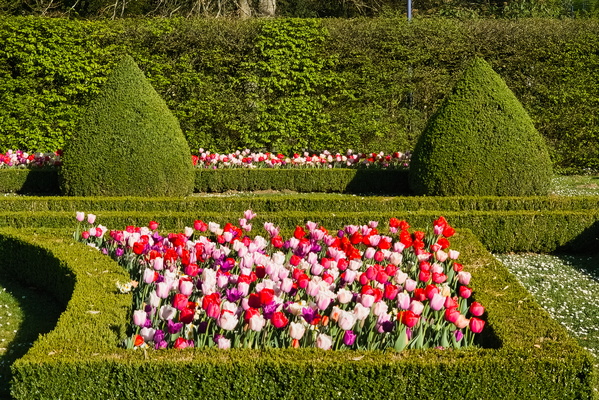 A Burst of Blooms and Verdant Dreams