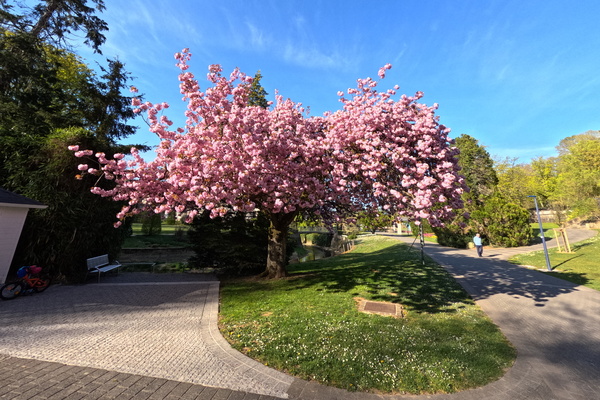 Cherry Blossom Overload