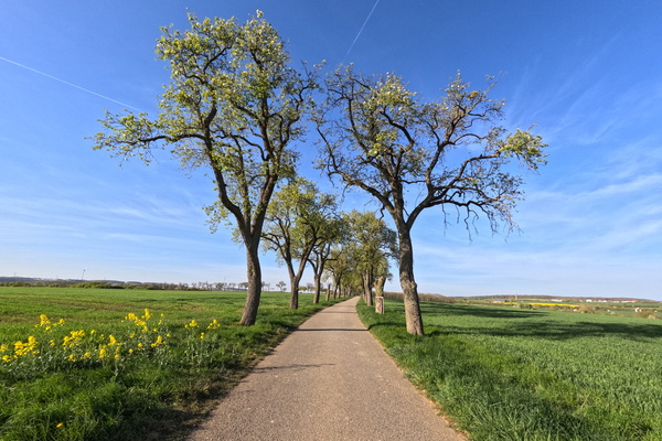 Avenue of Dreams: Where Nature and Soul Collide