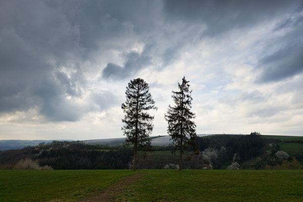 Organised rows versus natural growth