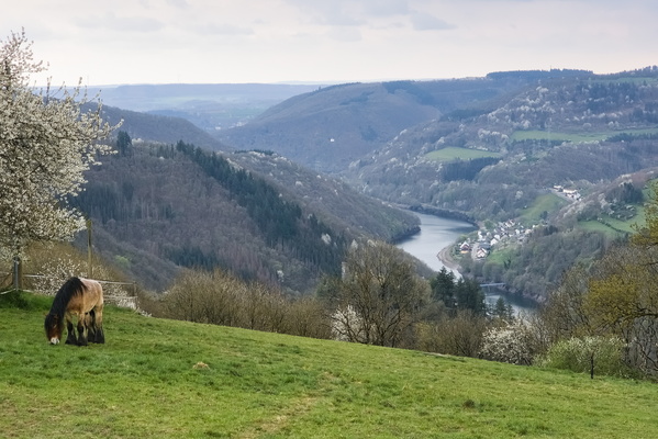 Neigh-bourhood Watch: The Horse, The River, and The View