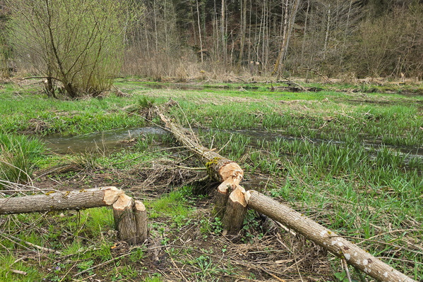 Why Did the Beaver Do That?