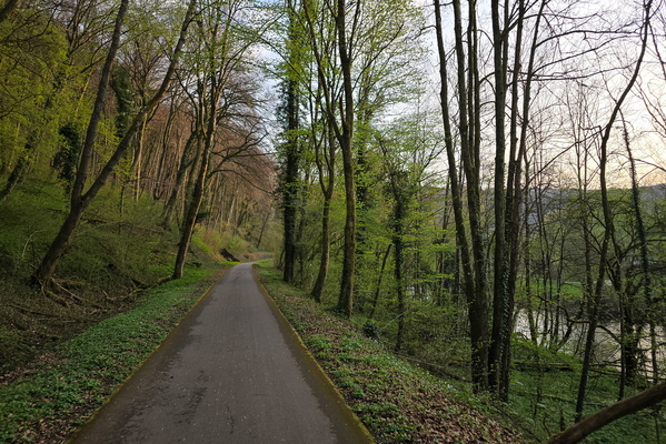 Asphalt amidst the wild