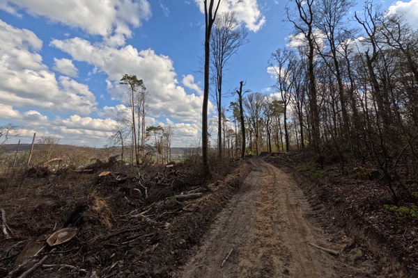 When life gives you cut trees, make a muddy path