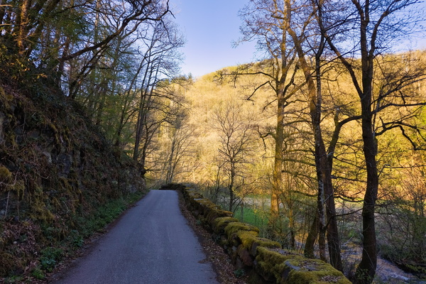 Moss and Asphalt: Imperfect Harmony