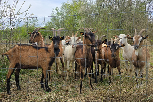 Goats Behind Bars: The Ultimate Lockdown