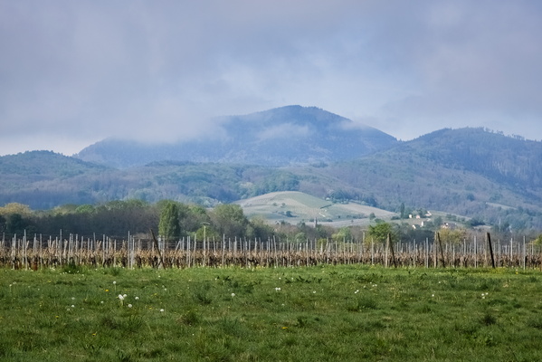 Cloud Nine and Vine: Where's the Wine?