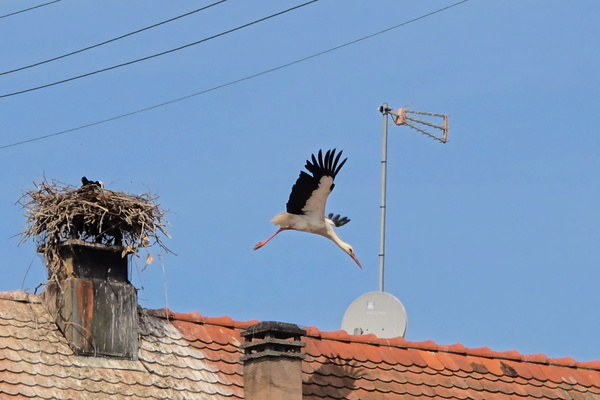 Stork Exchange: Trading Takeoff for Nest