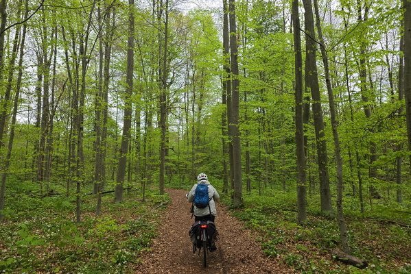 Green static: a forest symphony