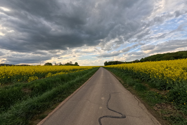 Fields of Gold-en Opportunities