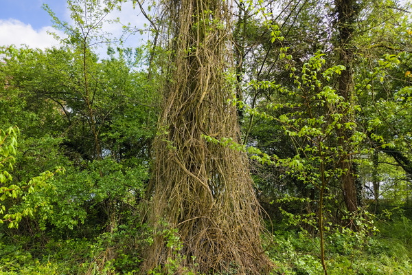 Nature's Noodle Nest
