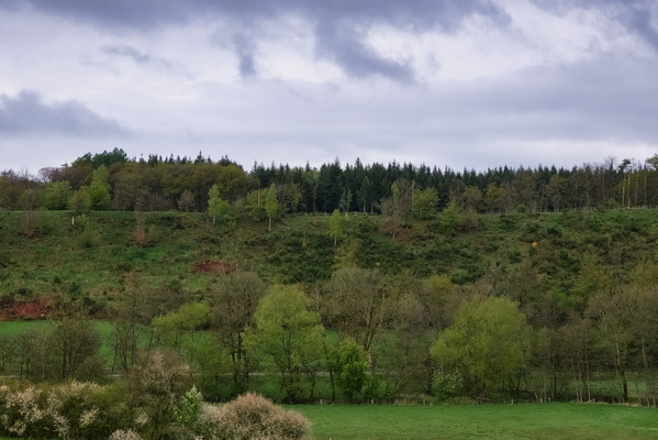 The sky's mood doesn't match the trees' spring enthusiasm