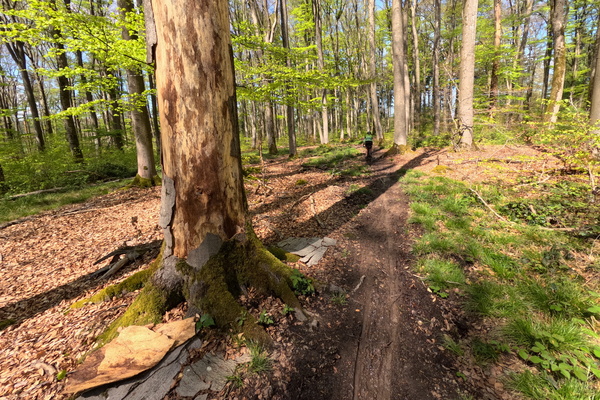 Lost in the Woods (Again)