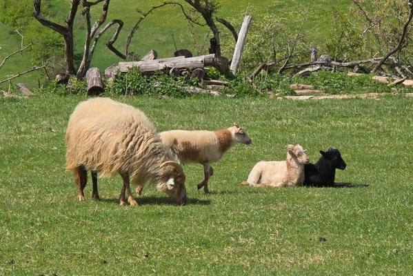 Herding emotions, grazing thoughts