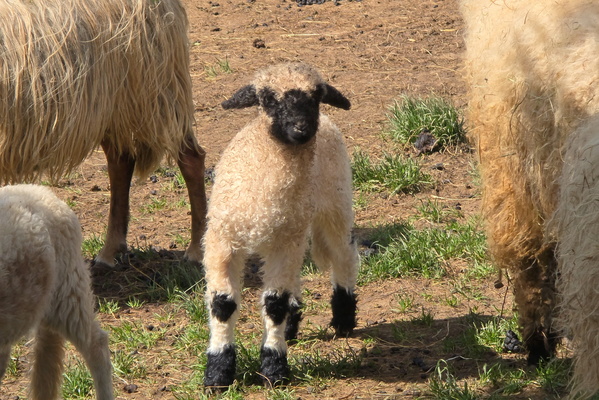 Lost in the wool