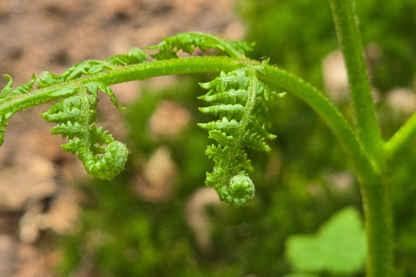 Ferns Just Wanna Have Sun