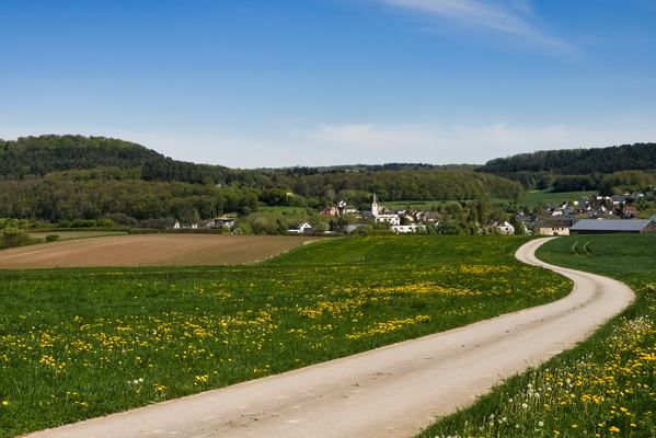 Dandelion Days Are Here Again!