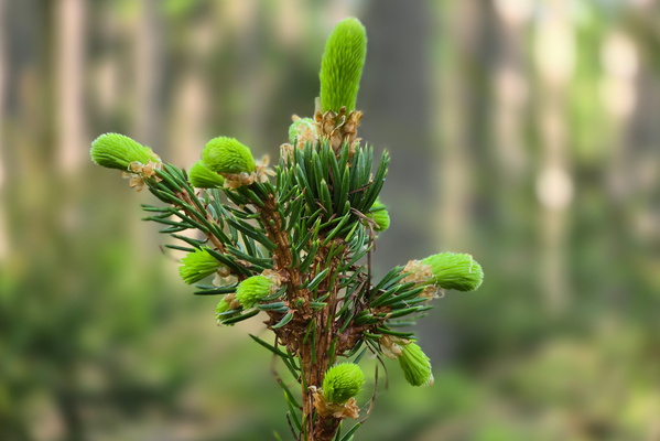 A Little Green Hope