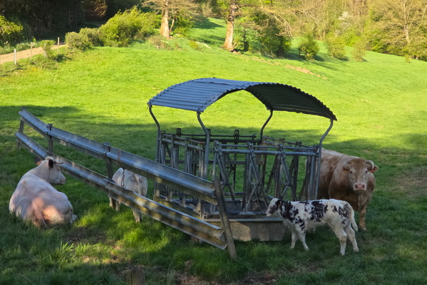Holy Cow, That's a Feeder!