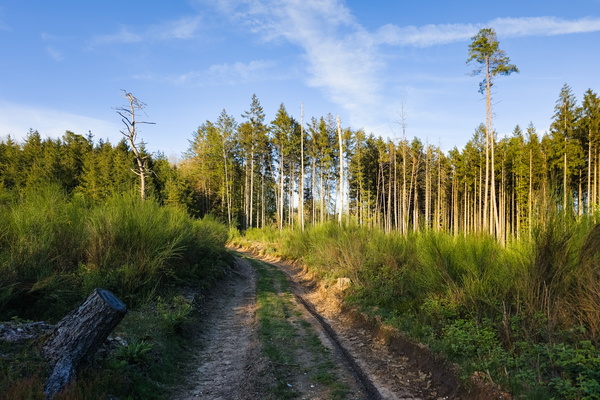 The forest's beauty, a reminder of what's lost