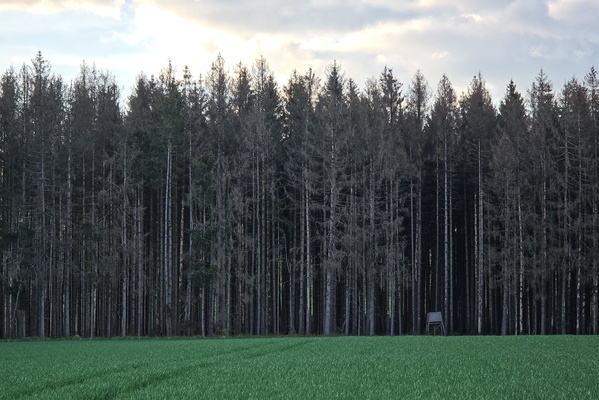 The Dying Forest's Last Stand